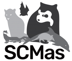 SCMas