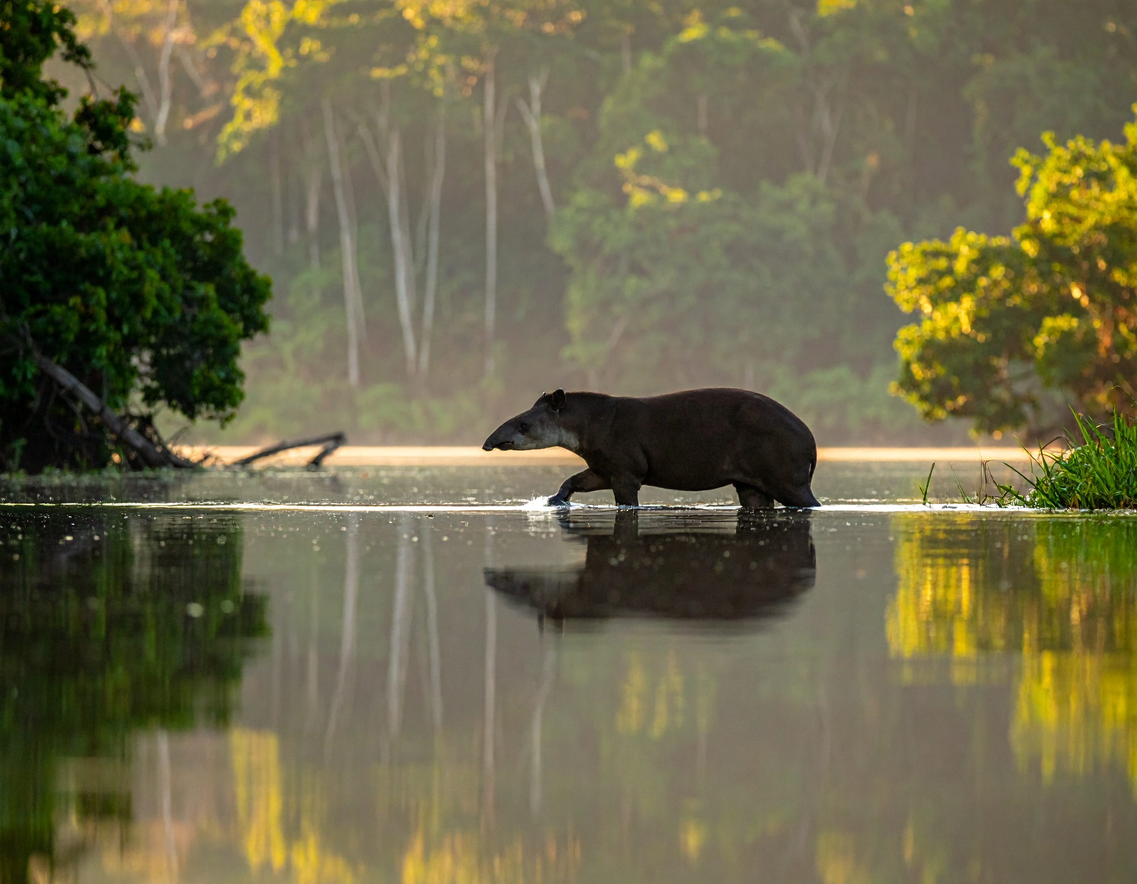 Especie clave para la conservación de los bosques neotropicales.